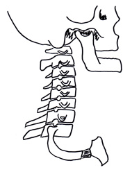 rachis-cervical