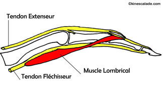 lombricm