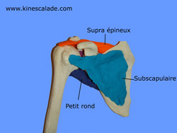 anat-epaule-4